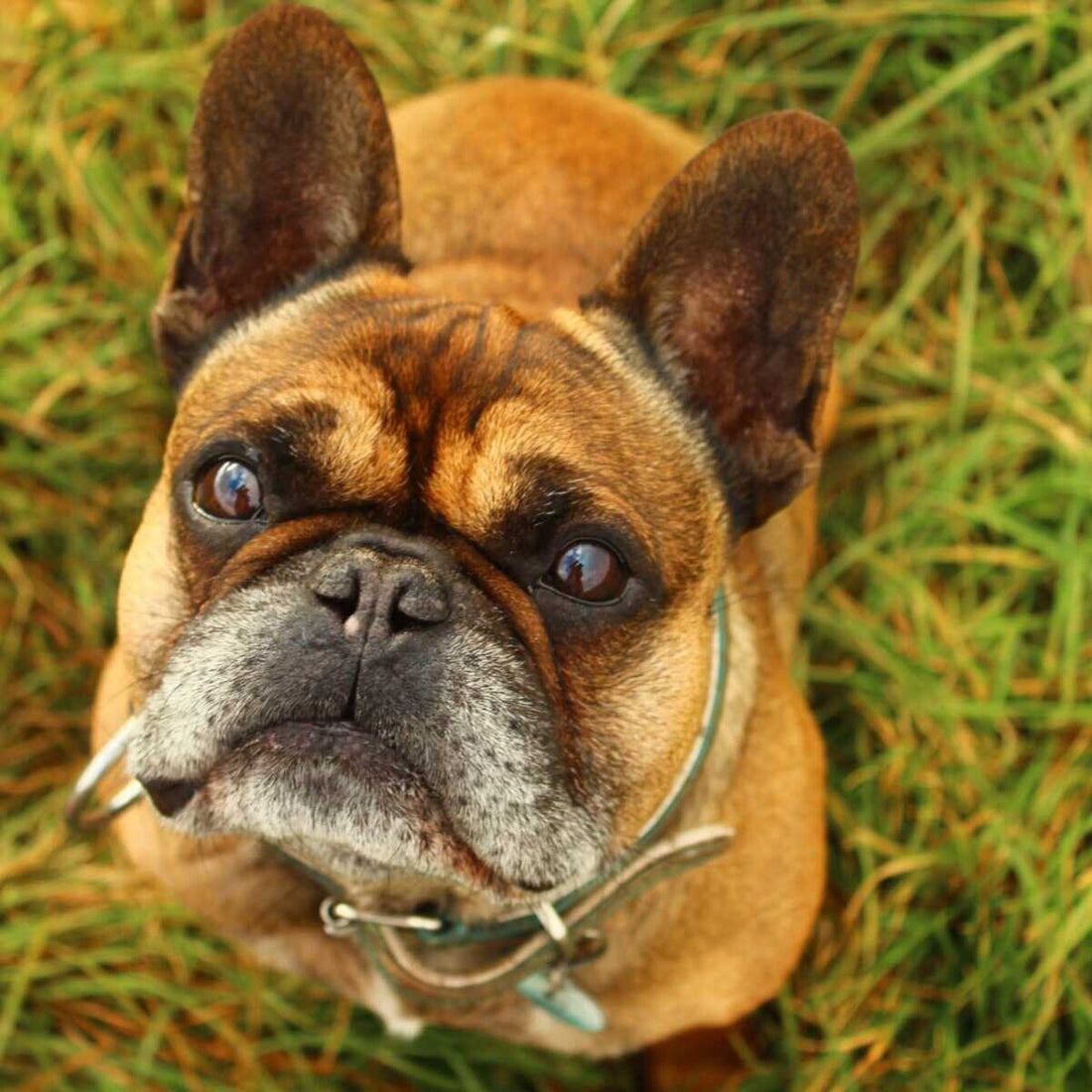 Französische Bulldogge: Der ruhige Charmeur