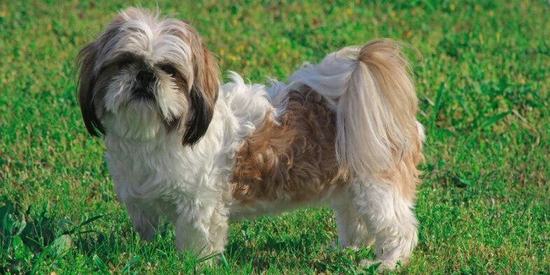 Shih Tzu: Der kleine Charmeur mit Löwenherz