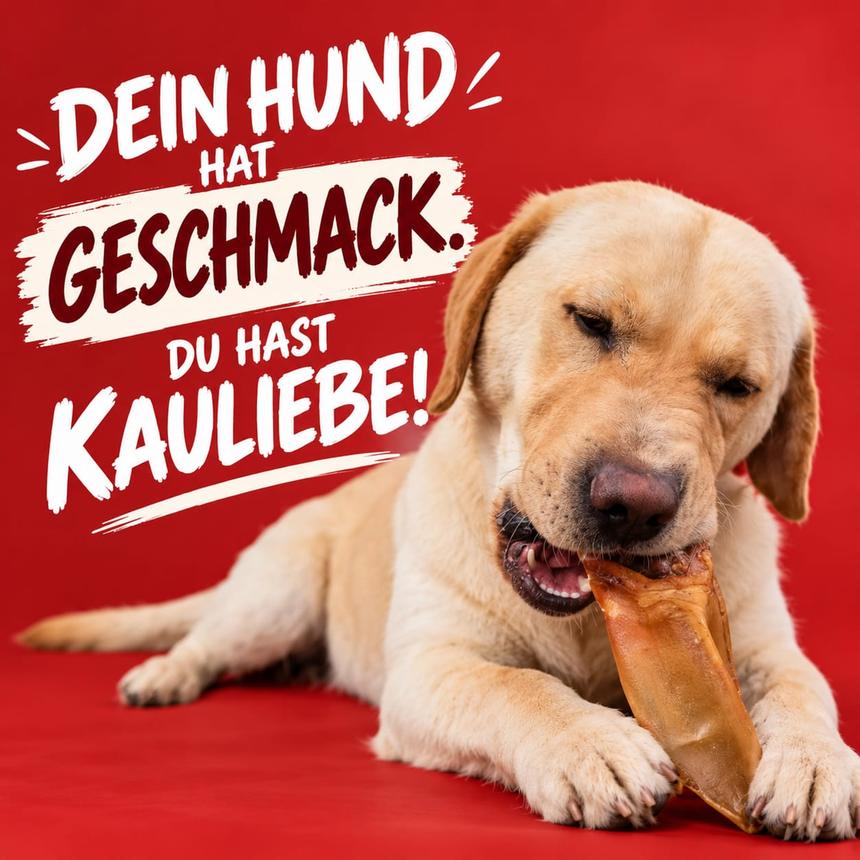 Labrador vor rotem Hintergrund kaut einen Kausnack von kauliebe.
