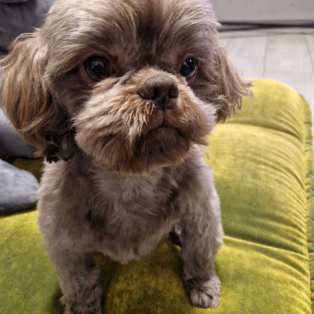 Shih Tzu: Der kleine Charmeur mit Löwenherz