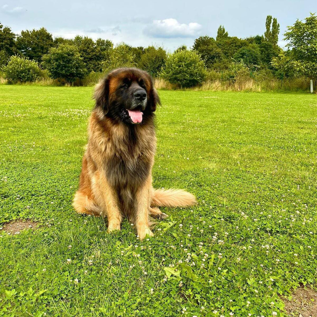 Leonberger: Der majestätische Familienhund