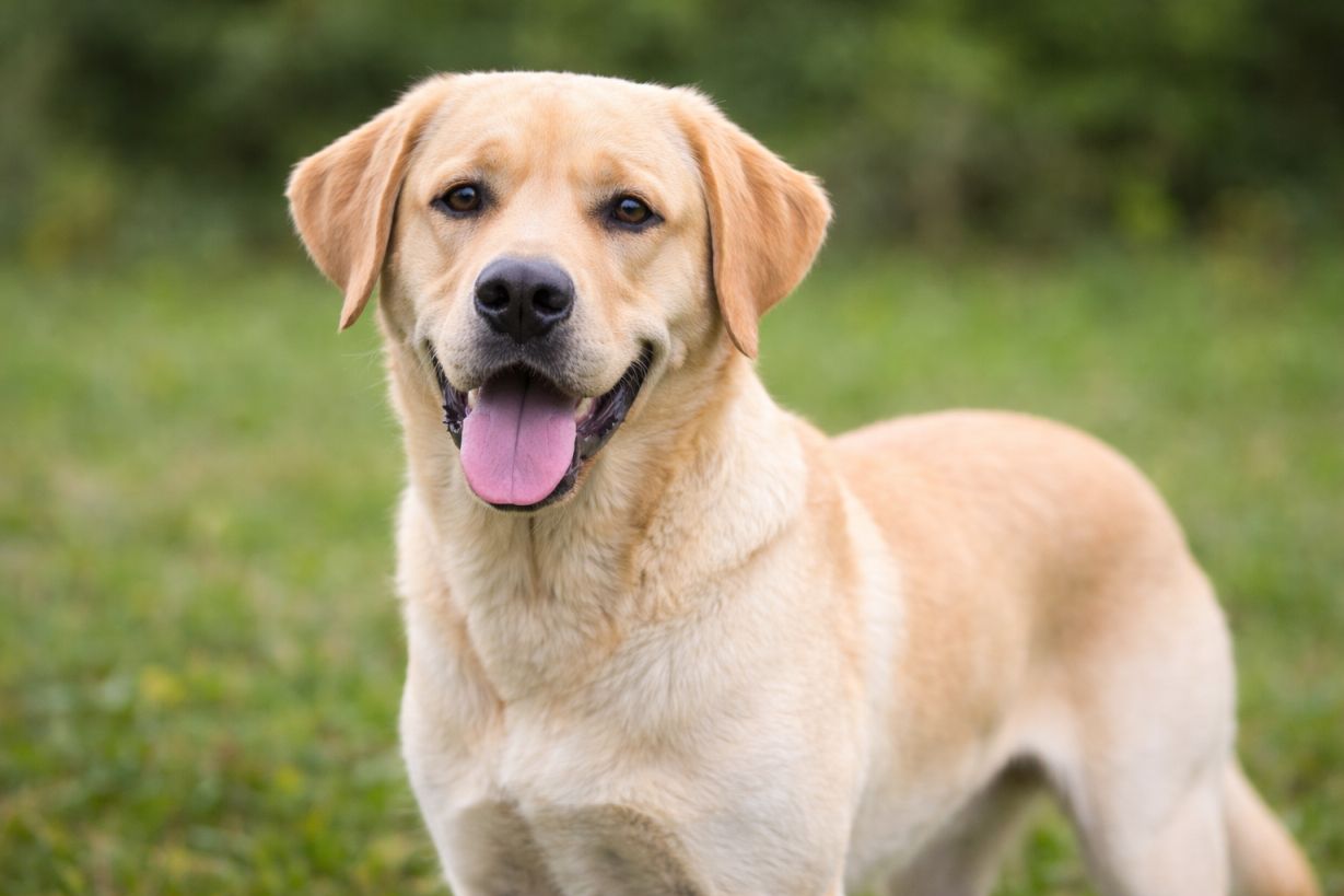 Labrador Retriever – Familienhund mit Herz kauliebe.com