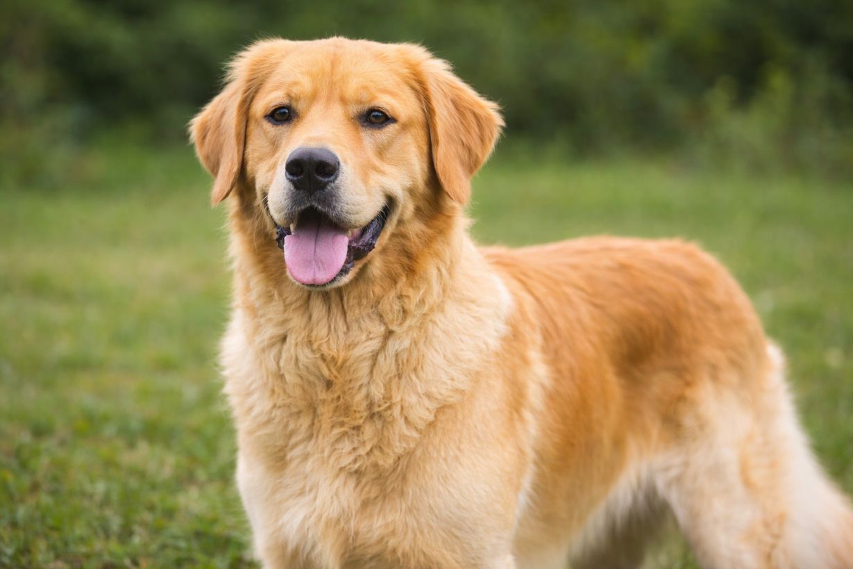 Golden Retriever – Der sanfte Familienhund kauliebe.com
