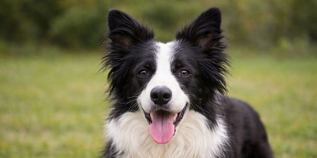 Border Collie: The Clever Athlete
