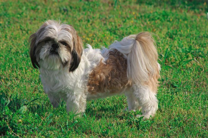 Shih Tzu – Der kleine Charmeur mit Löwenherz kauliebe.com