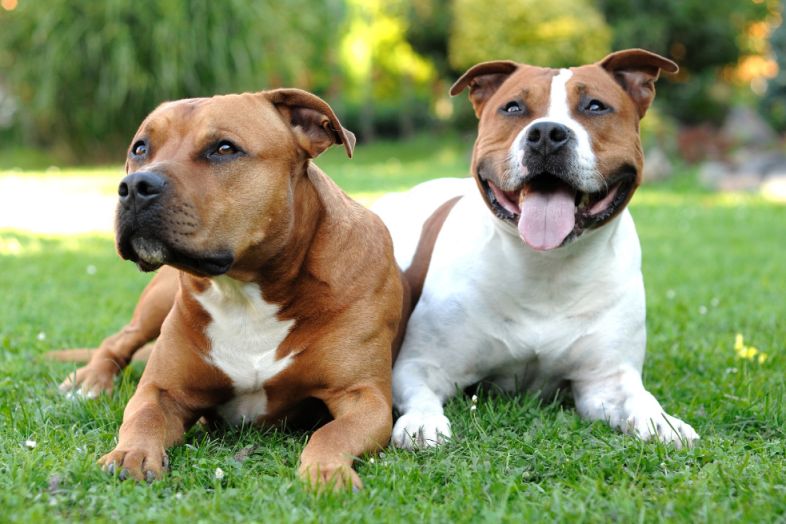 Staffordshire Bullterrier – Der starke Schmusehund kauliebe.com