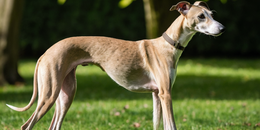 Whippet: The Elegant Runner with a Gentle Soul