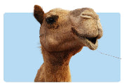 Kamel