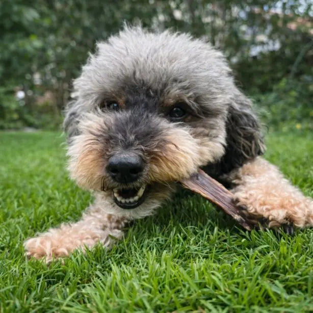 Beef Snack - Rinderdörrfleisch / Rinder-Schlund kurz 250g NANDOO