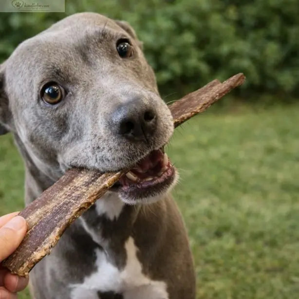 Langes Rinderdörrfleisch von NANDOO, Hundesnack aus Rindfleisch, ca. 24-26 cm, 250 g, naturbelassen und getrocknet