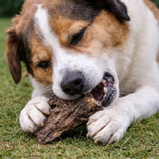 NANDOO Büffel-Lunge 250g, frisches rohes Fleisch für Hunde, in einer transparenten Verpackung sichtbar