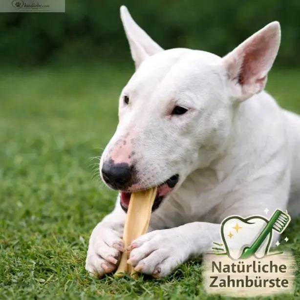 Denta Chips 250g von NANDOO, Hundekekse zum Zahnreinigung, knusprige Hundesnacks für gesunde Zähne