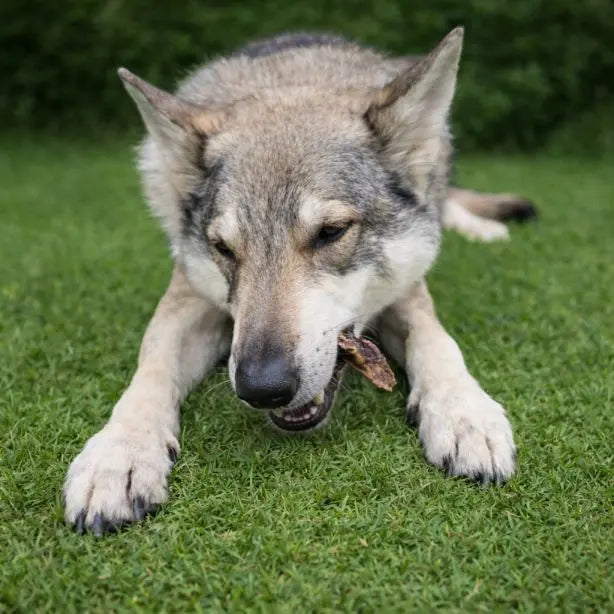 Hühnermagen von NANDOO, 250g, frischer Hundesnack, zeigt gereinigten Hühnermagen auf weißem Hintergrund