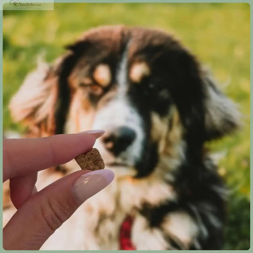 Knusper-Lecker Lamm für Hunde, 250g, von NANDOO, knusprige Lamm-Leckerlis auf einem weißen Hintergrund.
