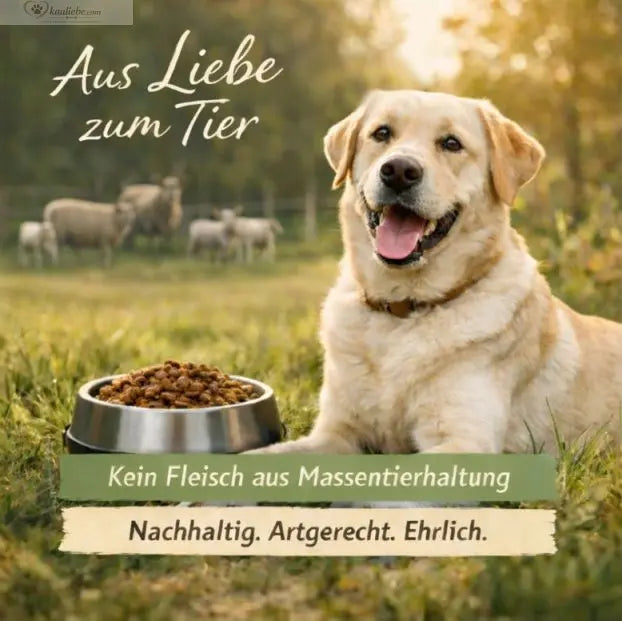 Sauberes Lamm- und Gemüseteller von NANDOO, mit frischem Lammfleisch und buntem Gemüse, auf einem weißen Teller serviert.