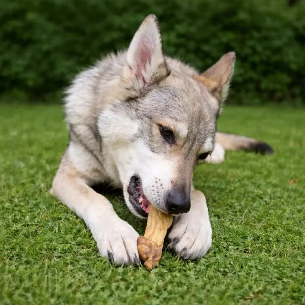 Lammohren für Hunde, 250g, von NANDOO, frisches, knuspriges Lammohren-Snack für Hunde auf einem weißen Hintergrund