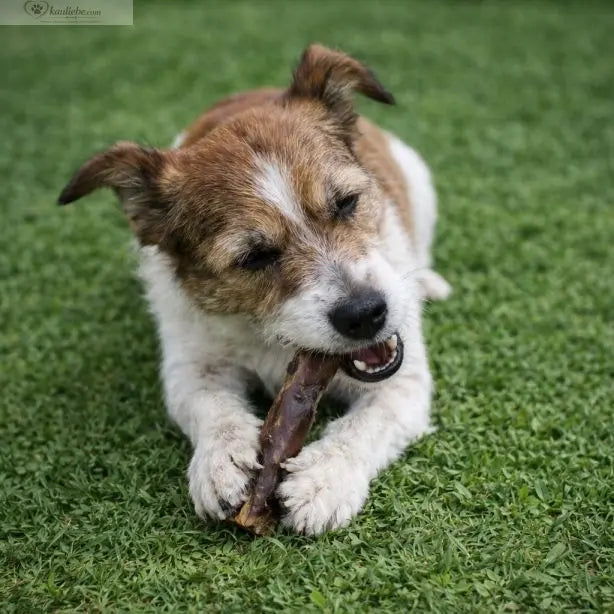 Nandoo Ochsenziemer Hundekausnack, 15cm, 250g, natürliche Rinderhaut für Hunde, zeigt den knochenförmigen Kausnack