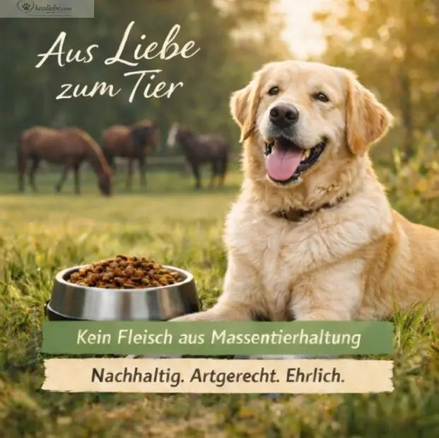 Elegantes Pferd im Grünen mit Granatapfel, NANDOO nachhaltiges Produkt, Natur und Tierliebe in einem Bild