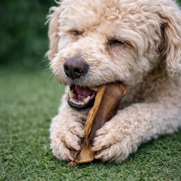 Pferdehaut ca. 14cm 250g NANDOO