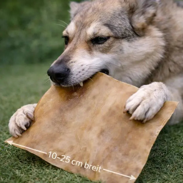 Große Pferdehautplatte von NANDOO, 500g, natürliche Hundesnack-Knabberei, zeigt die runde, getrocknete Hautplatte