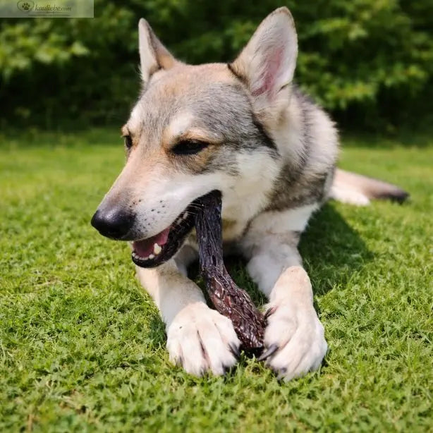 NANDOO Pferdeleber 250g, frische Tierleber für Hunde, in der Verpackung auf einem weißen Hintergrund.