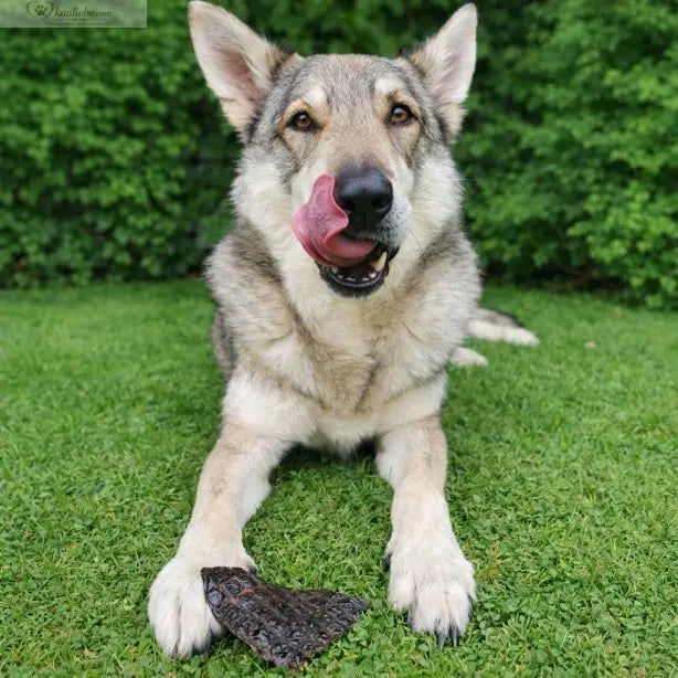 Getrocknete Rentierleber von NANDOO, 250g, schöne Nahaufnahme der getrockneten Leber auf einem weißen Hintergrund.