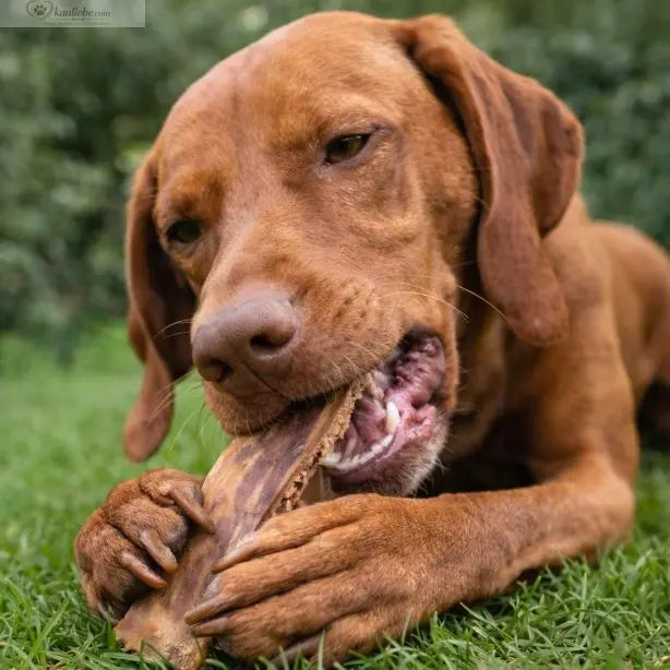 Rinderkopfhaut ca. 14 cm, 250 g von NANDOO, natürliche Hundesnack, detailreiche Nahaufnahme der Rinderkopfhaut