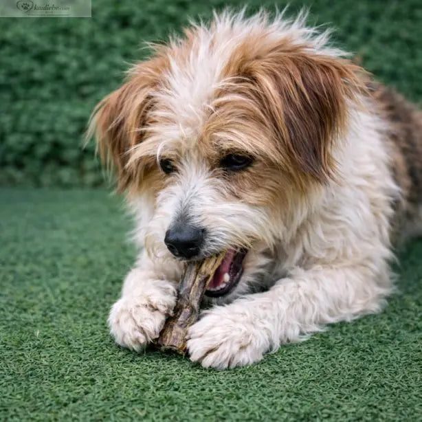 Rinderlunge groß 500g NANDOO