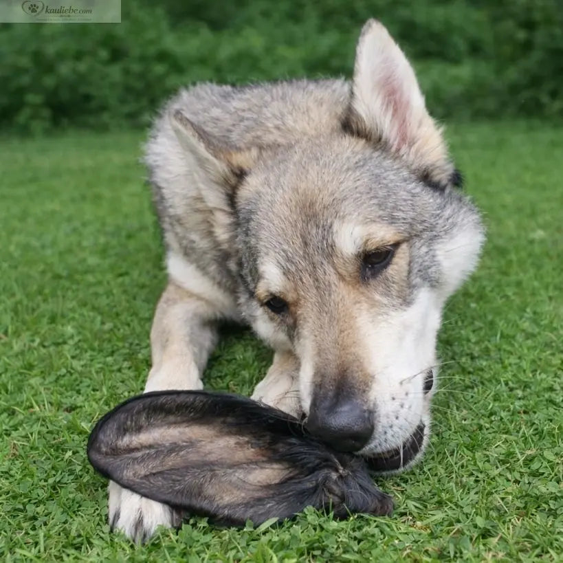 Rinderohren mit Fell für Hunde, von NANDOO, 1 Stück, naturbelassenes Hundesnack mit Fell, detailreiche Nahaufnahme