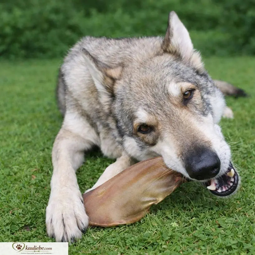 Natur Rinderohren mit Muschel für Hunde, von NANDOO, frisches, knuspriges Kausnack, sichtbare Rinderohren und Muschel auf dem Bild