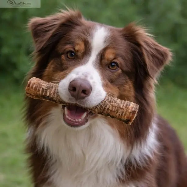 Kurz geschnittene Rinderstrossen für Hunde, 1 kg, von NANDOO, frisches rohes Fleisch in der Verpackung.
