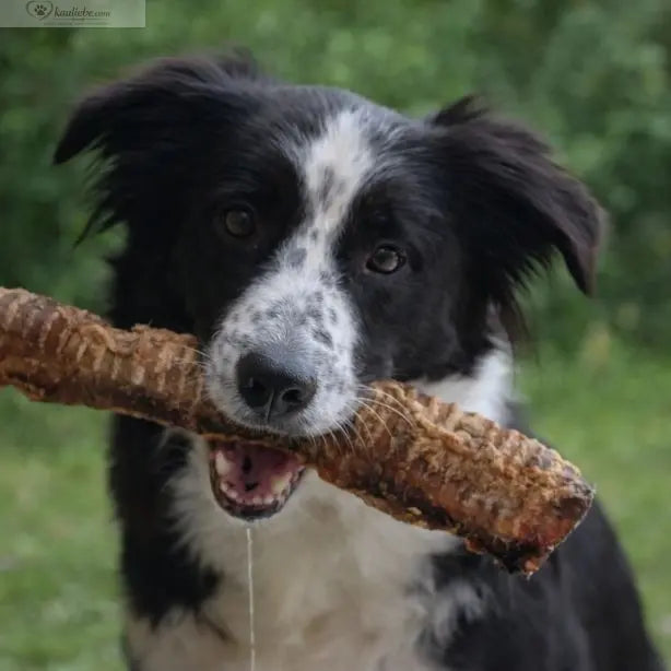 Lange Rinderstrossen aus Rindfleisch, 30 cm, 1000 g, von NANDOO, für Hundesnacks, gut sichtbar auf dem Bild.