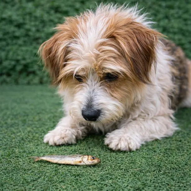 Getrocknete Sprotten 250g NANDOO