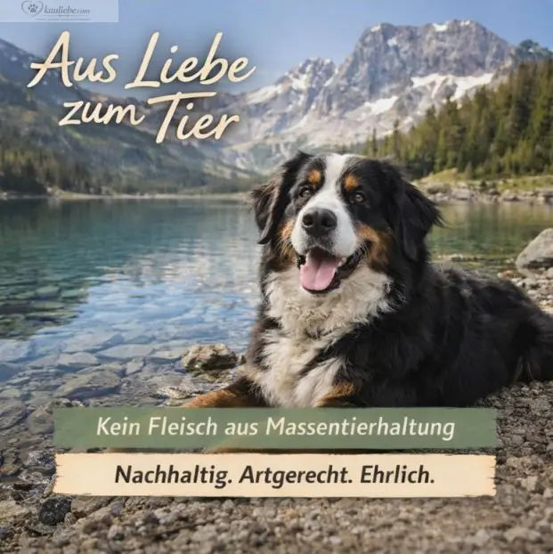 NANDOO Trockenfutter mit Lachs, Forelle und Süßkartoffel für Hunde, nachhaltiges Hundefutter in der Schale.