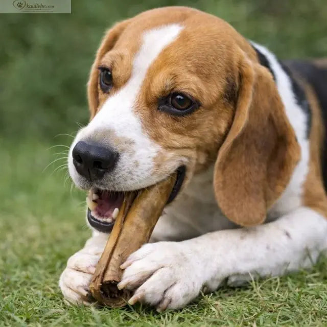 Ziegenhautrolle von NANDOO, 250g, in dünnen, flexiblen Stücken für Hunde-Kauartikel, auf weißem Hintergrund fotografiert