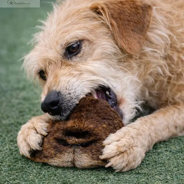 Ziegennase mit Fell 250g NANDOO