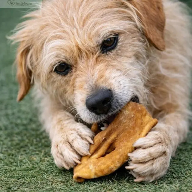 Ziegennase Hund, 250g von NANDOO, frischer Ziegennase-Hundekausnack auf dem Bild sichtbar.