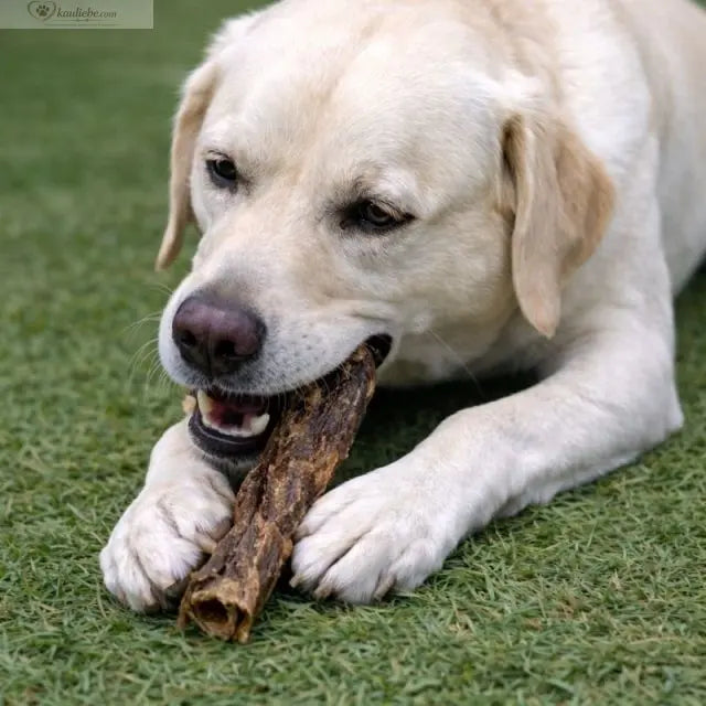 Ziegenstrossen für Hunde, 250g, von NANDOO, frische und natürliche Hundesnack-Snack mit Ziegenfleisch.
