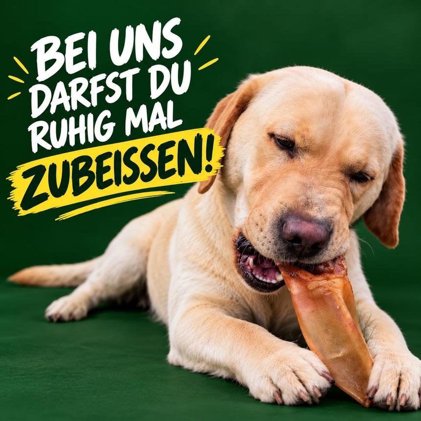Labrador liegt vor grünem Hintergrund und kaut genüsslich einen getrockneten Kausnack von kauliebe.